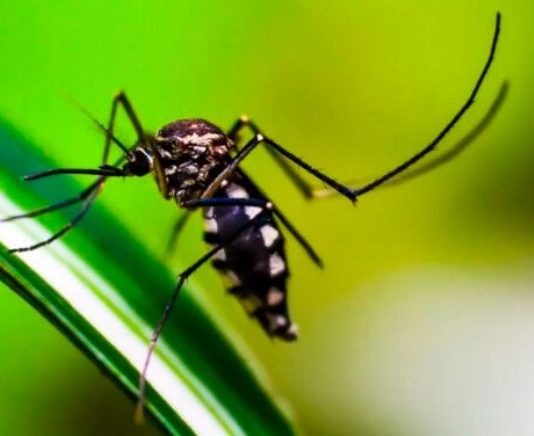 PREOCUPACIÓN POR 90 NUEVOS CASOS DE DENGUE: Refuerzan operativos y medidas preventivas