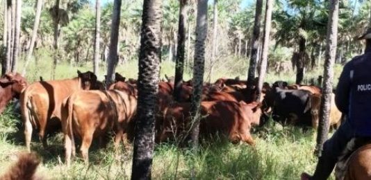 EL ESPINILLO: Secuestraron 28 animales vacunos que los abigeos pretendían trasladar al Paraguay