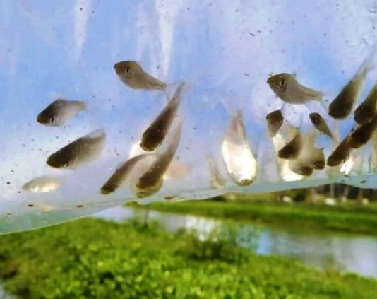 Científicos del INTA y el Conicet “pescan” la clave para eliminar mosquitos: las ‘chanchitas’