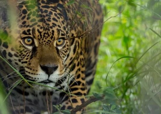 Sorpresa en Formosa: registraron un nuevo yaguareté en el Parque Nacional Río Pilcomayo