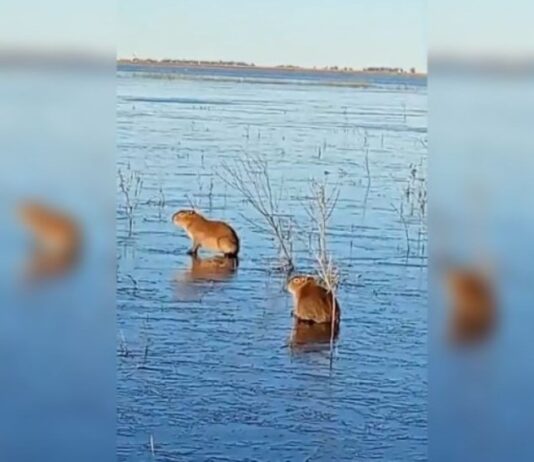 Ola polar en el Litoral: Las bajas temperaturas congelaron una laguna en el Iberá y los carpinchos caminan en el hielo