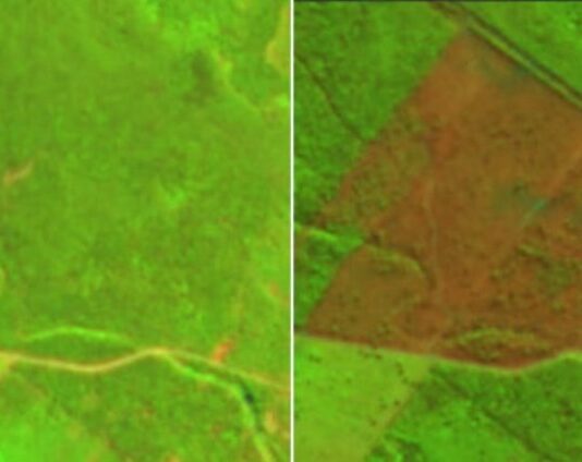 Greenpeace denunció alarmante aumento de la deforestación en Formosa