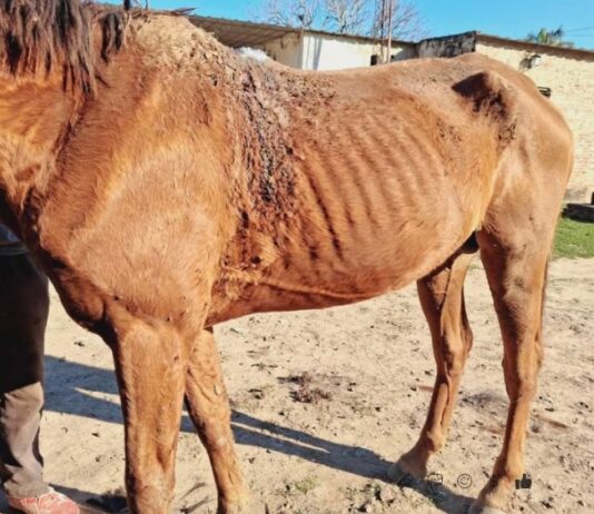 KM 142. Maltrato animal en zona rural: rescatan a caballo herido y detienen a su dueño