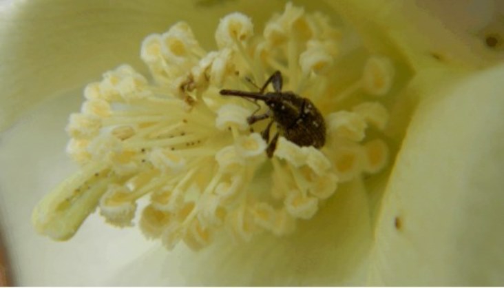 Alerta en el sector algodonero: el combate al picudo depende sólo del esfuerzo de los productores tras el retiro del SENASA