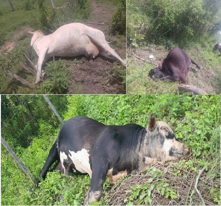 LA FRONTERA VACAS ELECTROCUTADAS COMBO