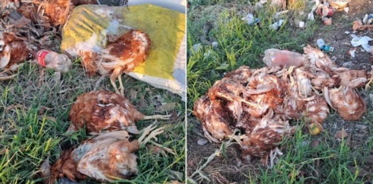 Hallaron más de 80 gallinas sacrificadas en presunto ritual en Formosa