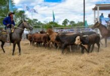 LAGUNA BLANCA: Ultiman detalles para la próxima Feria Ganadera Paippera