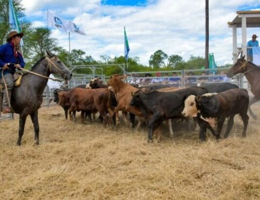 LAGUNA BLANCA: Ultiman detalles para la próxima Feria Ganadera Paippera