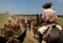 La Sociedad Rural de Formosa advirtió el impacto negativo que tendrá el aumento de los impuestos que aplicó el gobierno provincial en el sector productivo