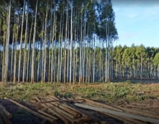 INVERSION: Mientras en Corrientes llegan USD 2.000 millones, en Formosa el «modelo» espanta privados