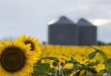 Nuevo récord del agro argentino: la molienda de girasol superó las 500.000 toneladas