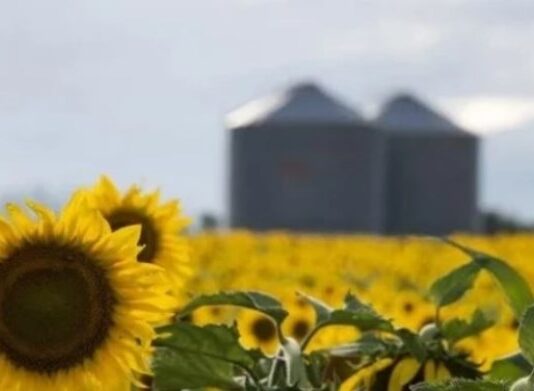 Nuevo récord del agro argentino: la molienda de girasol superó las 500.000 toneladas
