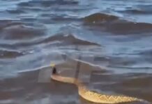 LAGUNA BLANCA: Advierten por presencia de serpientes de cascabel.