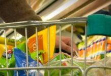 El mercado anticipa una inflación de 29,1% en 2026: recién en agosto rompería el piso del 2%