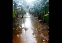 LAGUNA NAINECK: Intensas lluvias dejaron bananales y otros cultivos bajo agua