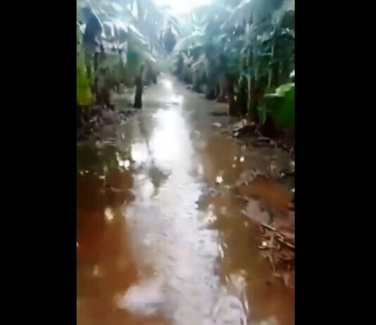 LAGUNA NAINECK: Intensas lluvias dejaron bananales y otros cultivos bajo agua