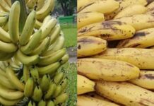 LAGUNA NAINECK: La FAA pidió reforzar controles por el ingreso irregular de banana extranjera