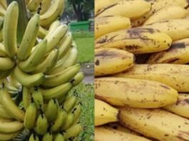 LAGUNA NAINECK: La FAA pidió reforzar controles por el ingreso irregular de banana extranjera