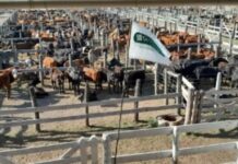 La Sociedad Rural de Formosa alerta por subas de hasta 300% en tasas ganaderas