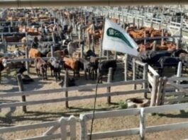 La Sociedad Rural de Formosa alerta por subas de hasta 300% en tasas ganaderas