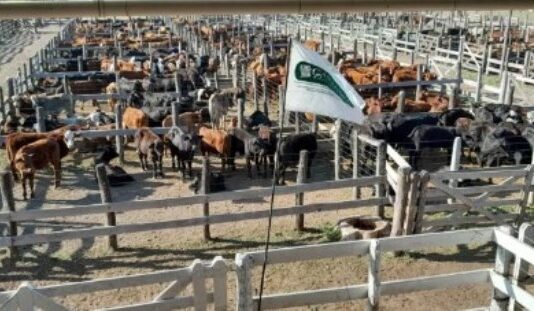 La Sociedad Rural de Formosa alerta por subas de hasta 300% en tasas ganaderas