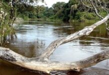 RIACHO HE HE: Intensa búsqueda de un hombre desaparecido tras el vuelco de una canoa en el Montelindo Chico