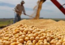 EL AGRO FESTEJA: La soja logra el mejor rinde en seis campañas