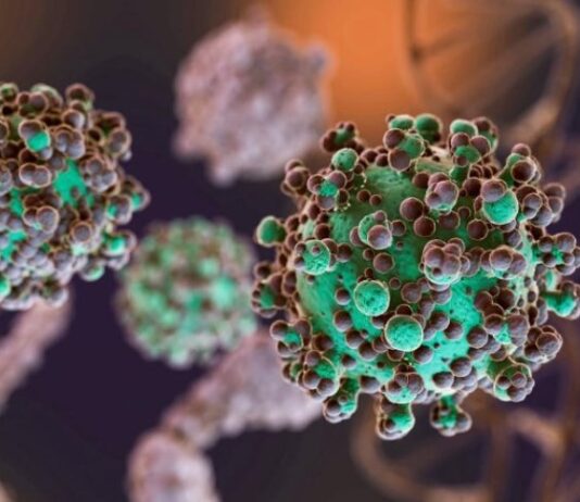 Hantavirus: recomendaciones esenciales para prevenir contagios en el hogar