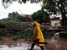 El temporal provocó anegamientos y la caída de árboles y postes del servicio eléctrico en la ciudad capital