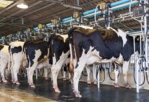 La producción láctea argentina alcanzó el nivel más alto en una década