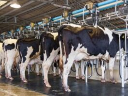 La producción láctea argentina alcanzó el nivel más alto en una década