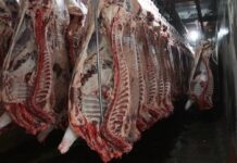 Las exportaciones de carne vacuna crecieron 42% y alcanzaron su mejor nivel de precios en cuatro años