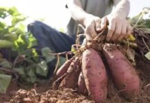 Formosa produce la batata, pero la ganancia se genera en otra provincia