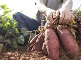 Formosa produce la batata, pero la ganancia se genera en otra provincia