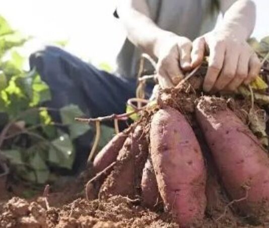 Formosa produce la batata, pero la ganancia se genera en otra provincia