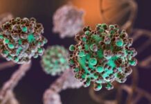 Hantavirus: se notificaron nuevos casos y la totalidad de los mismos asciende a 47