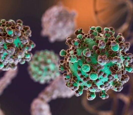 Hantavirus: se notificaron nuevos casos y la totalidad de los mismos asciende a 47