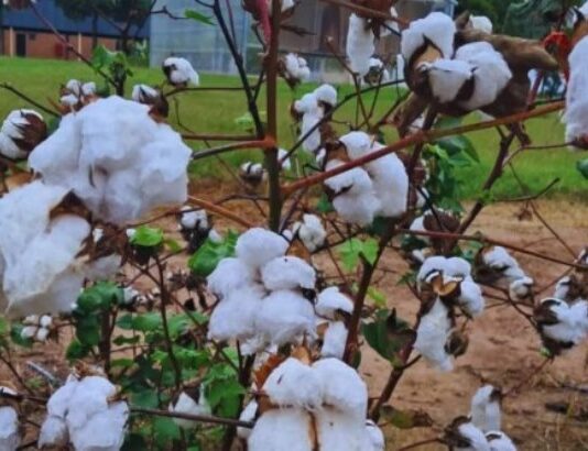 “Sabiduría” guaraní: cómo es la nueva semilla de algodón que renueva el campo en el norte argentino