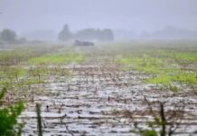 El Niño gana fuerza: aumenta al 81% la probabilidad de un evento «muy fuerte»