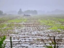 El Niño gana fuerza: aumenta al 81% la probabilidad de un evento «muy fuerte»