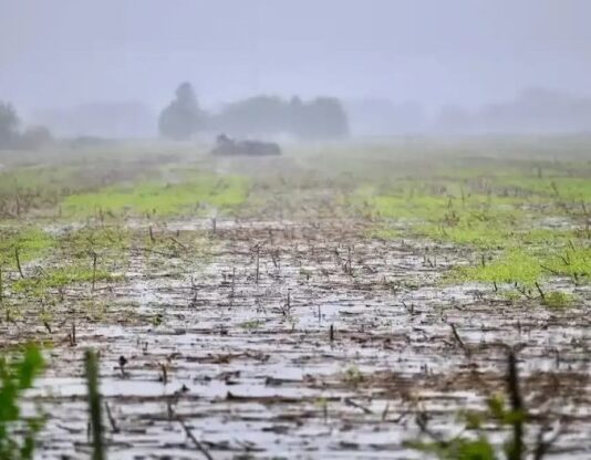 El Niño gana fuerza: aumenta al 81% la probabilidad de un evento «muy fuerte»