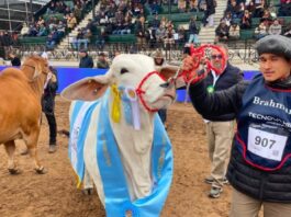 Una hembra formoseña hizo historia al consagrarse Gran Campeona en la Expo Rural Palermo 2026