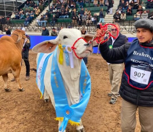 Una hembra formoseña hizo historia al consagrarse Gran Campeona en la Expo Rural Palermo 2026