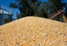 Maíz histórico: la producción nacional alcanza los 71,5 millones de toneladas