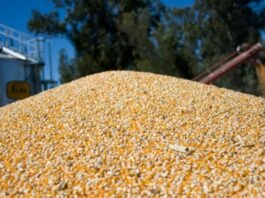 Maíz histórico: la producción nacional alcanza los 71,5 millones de toneladas