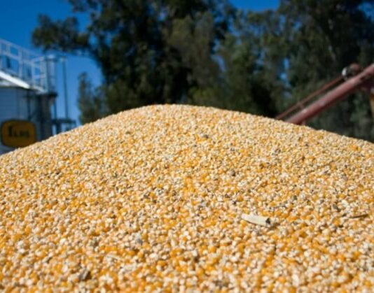 Maíz histórico: la producción nacional alcanza los 71,5 millones de toneladas