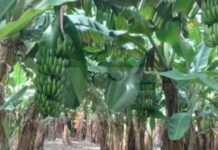 LAGUNA NAINECK: Bananeros de Formosa alertan por la eliminación de una protección sanitaria