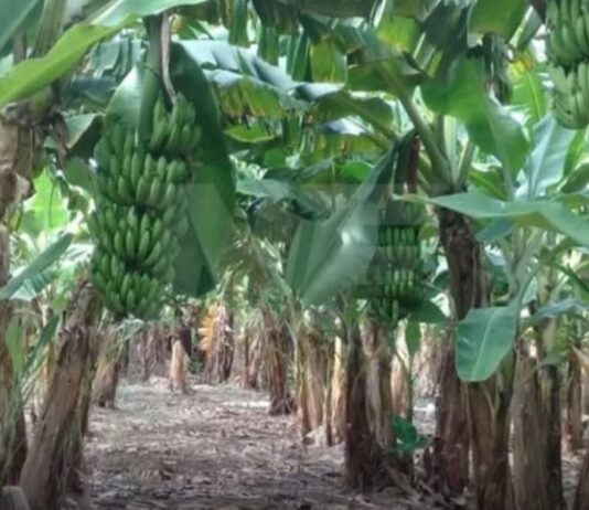 LAGUNA NAINECK: Bananeros de Formosa alertan por la eliminación de una protección sanitaria