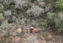 Formosa, entre las provincias con mayor deforestación según Greenpeace