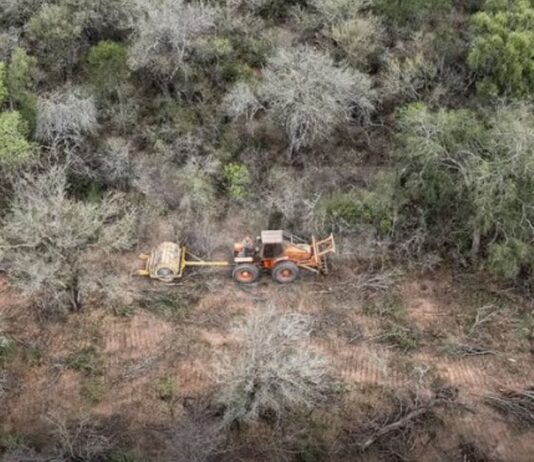 Formosa, entre las provincias con mayor deforestación según Greenpeace